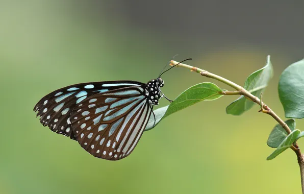 Leaves, butterfly, branch, wing, antenna