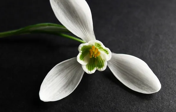 Picture white, flower, macro, surface, snowdrop