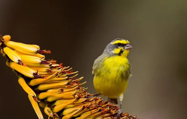 Flowers, yellow, background, bird, focus, tropical