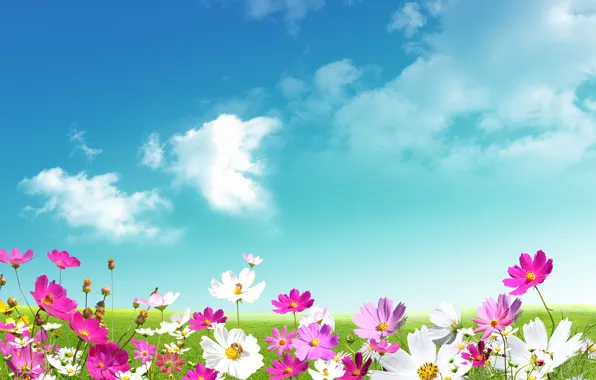 Picture the sky, grass, leaves, clouds, flowers, freshness, green, chamomile