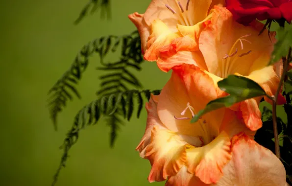 Picture leaves, macro, gladiolus