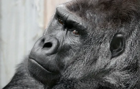 Look, monkey, gorilla