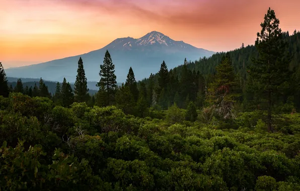 Picture forest, mountains, fog