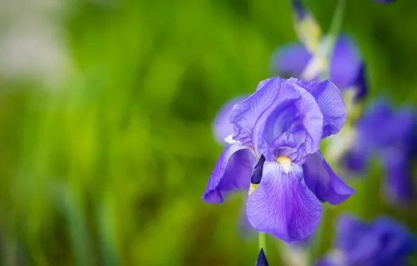 Picture macro, background, petals, Iris, Iris