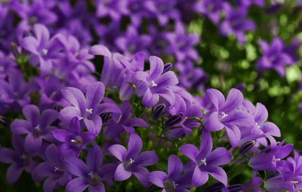Purple, macro, flowers, bells, summer.flowering