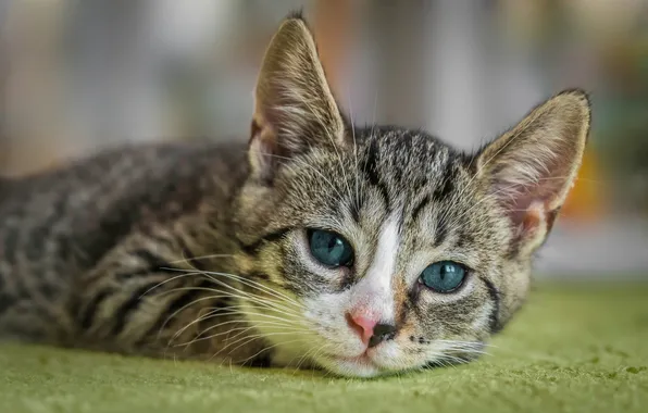 Cat, look, pose, kitty, grey, portrait, lies, face