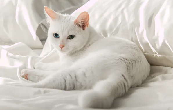 White, eyes, cat, lies, Kota