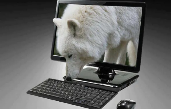 Picture face, wolf, wildlife, head, laptop, fur, mammal, whiskers