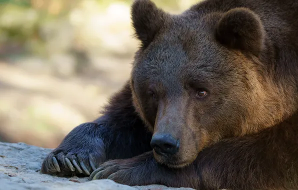 Picture look, face, close-up, nature, pose, portrait, paws, bear