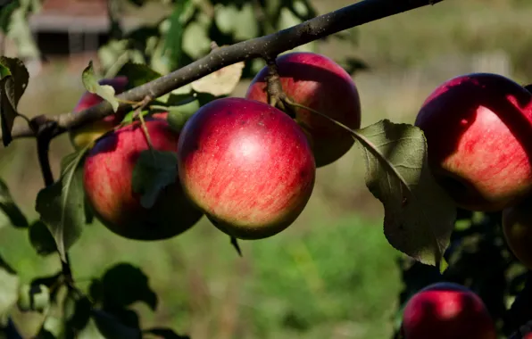 Picture autumn, apples, garden