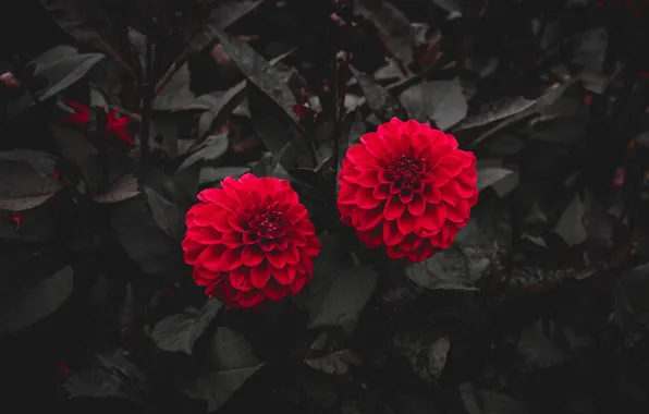 Pair, red, dahlias
