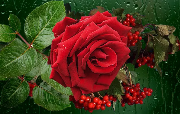 Summer, drops, rain, rose, window, August, Kalina