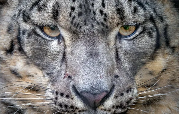 Picture look, portrait, predator, IRBIS, snow leopard