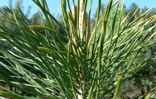 Greens, macro, needles, blooms, pine, Belarus, green needles, my photo