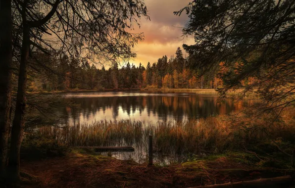 Picture forest, trees, lake, The silence of nature