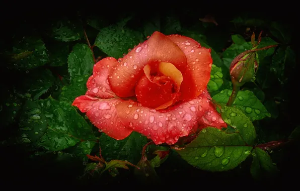 Flower, leaves, water, drops, rose, petals, Bud