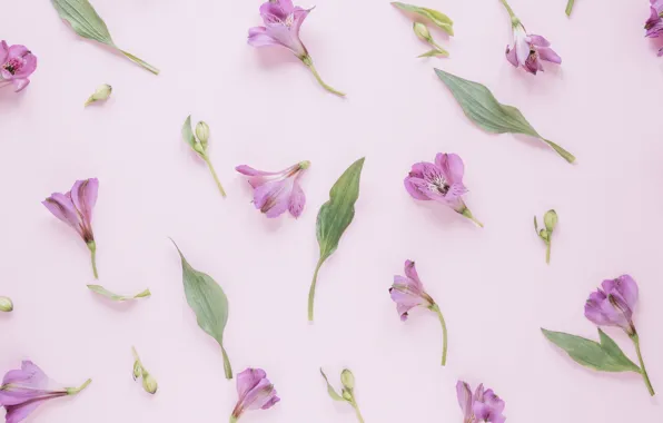 Flowers, background, petals, pink, pink, flowers, petals, floral