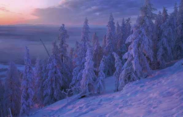 Picture winter, snow, trees, sunset, ate, Russia, Vladimir Ryabkov