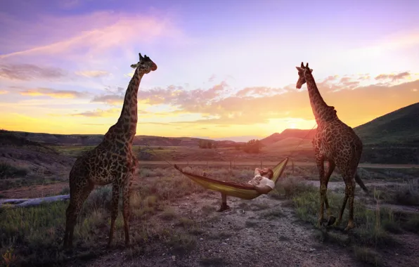 Picture stay, hammock, giraffes