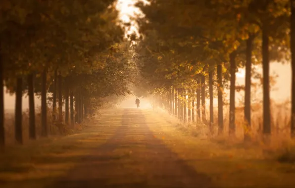 Road, autumn, trees, fog