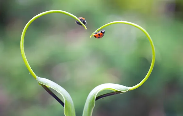 Heart, plant, ladybug, insect