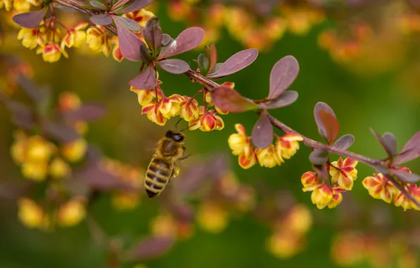Picture macro, bee, branch, insect, flowering, flowers, bokeh, barberry