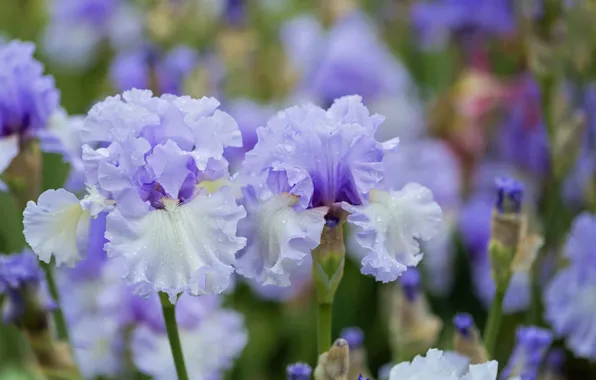 Picture macro, spring, irises