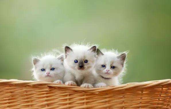Cat, look, cats, nature, pose, kitty, kittens, white