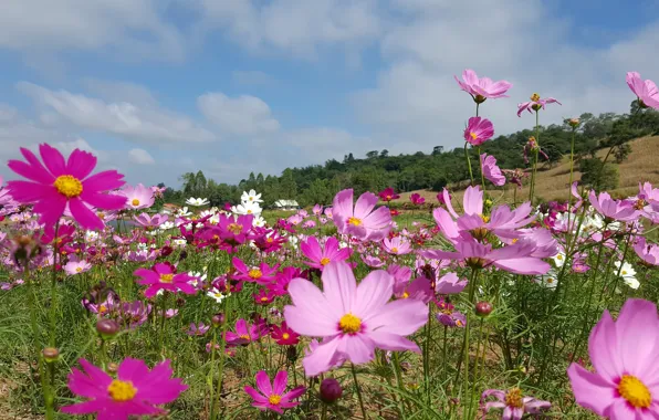 Mountains, kosmeya, summer.