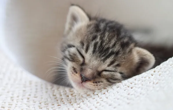 Sleep, baby, kitty, sleep