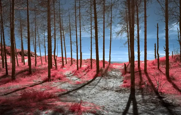 Forest, nature, color