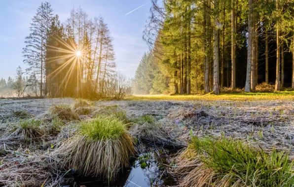 Picture forest, the sun, rays, morning
