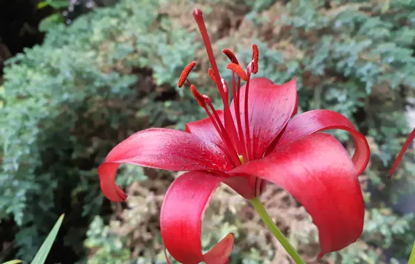Lily, petals, stem, pistil, Burgundy