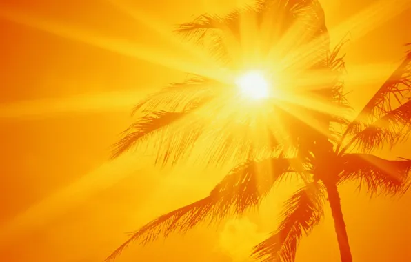 The sun, Palma, heat