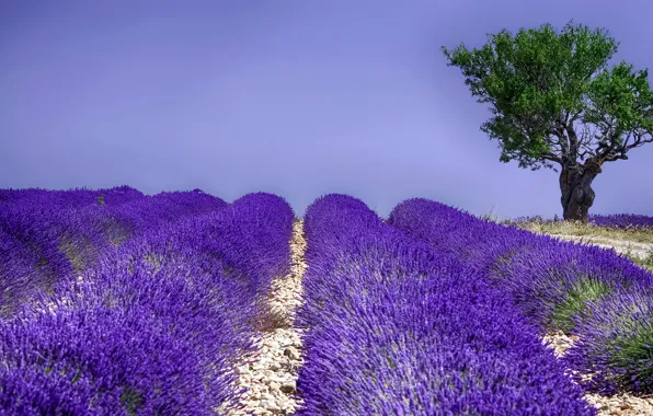 Picture field, summer, trees, flowering, lavender