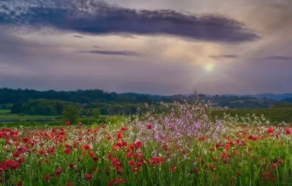 Field, the sky, flowers, Maki, poppy field