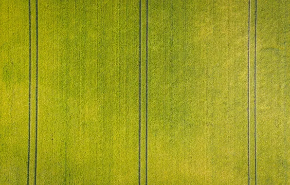 Field, trail, crops