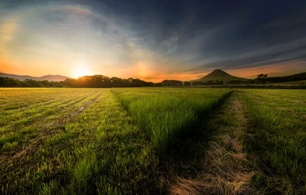 Field, grass, the sun, hills, space, track