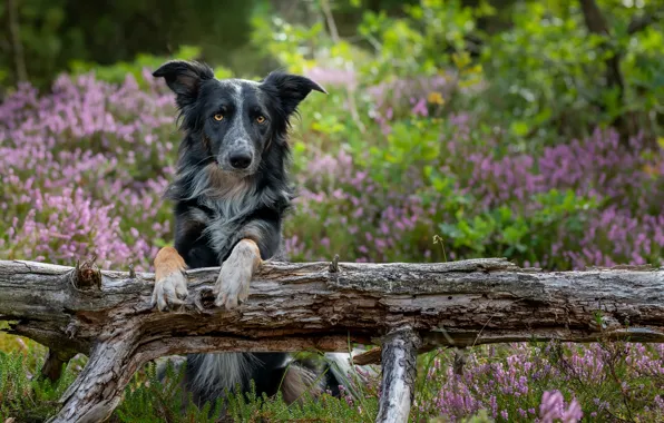 Nature, each, dog