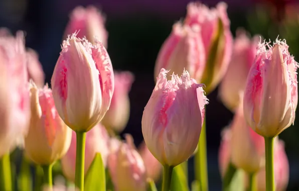 Picture macro, flowers, spring, Tulips, pink, buds, bokeh, Terry