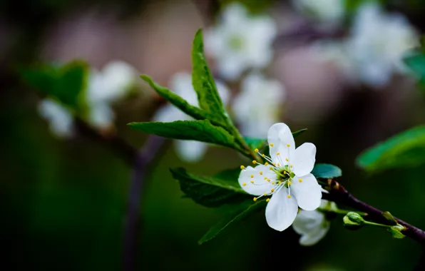 Greens, white, flower, leaves, macro, cherry, color, branch