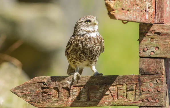 Nature, bird, Little Owl