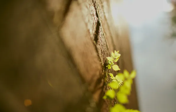 Leaves, macro, wall, wall, plants