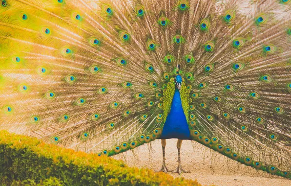 Feathers, tail, peacock