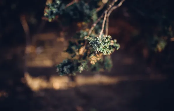 Trees, needles, branches