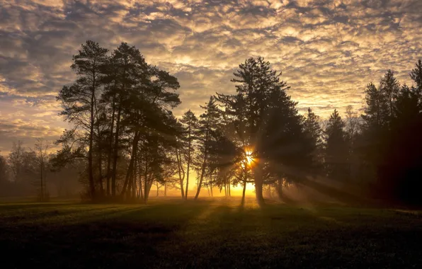 Picture the sky, the sun, trees, nature
