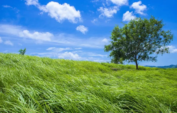 Greens, field, summer, the sky, grass, clouds, blue, tree