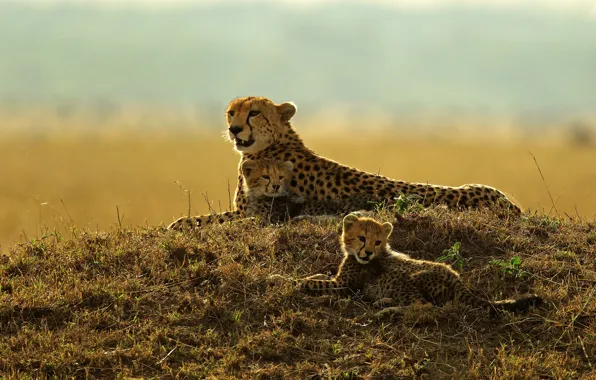 Picture kittens, Cheetah, wild cat, cheetahs, cubs