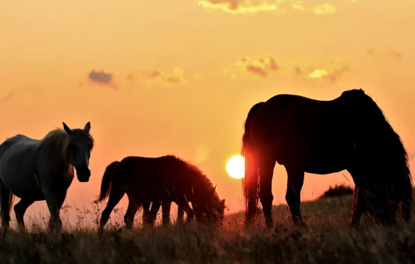 Field, the sky, the sun, light, sunset, horses, the evening, horse