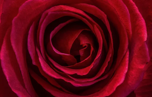 Picture Macro, Macro, Red rose, Red rose